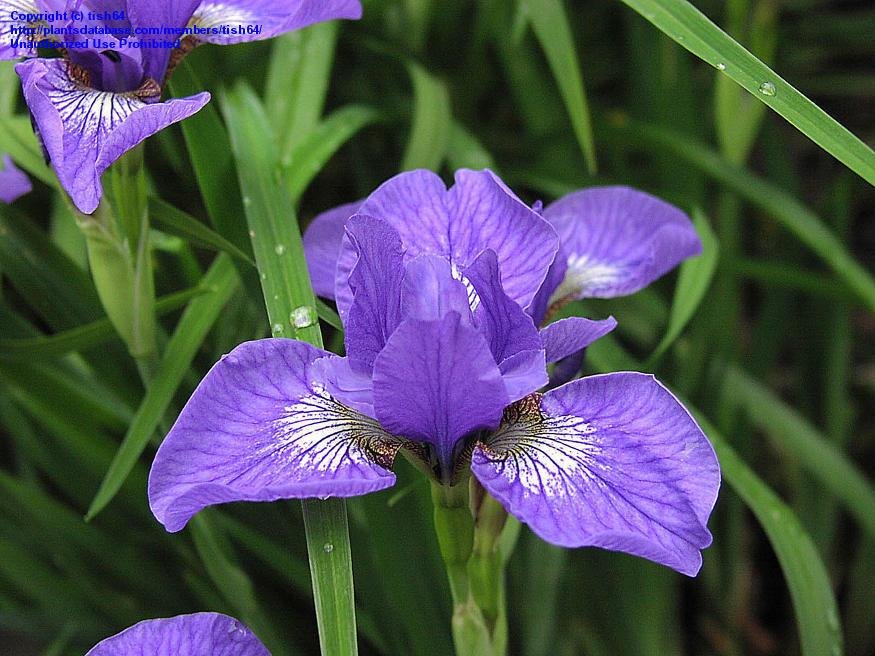 Iris sibirica 'Baby Sister'